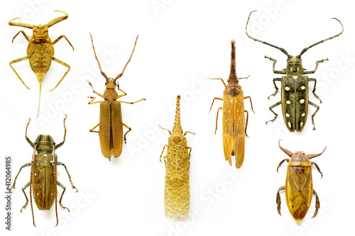 Set of insects on a white background