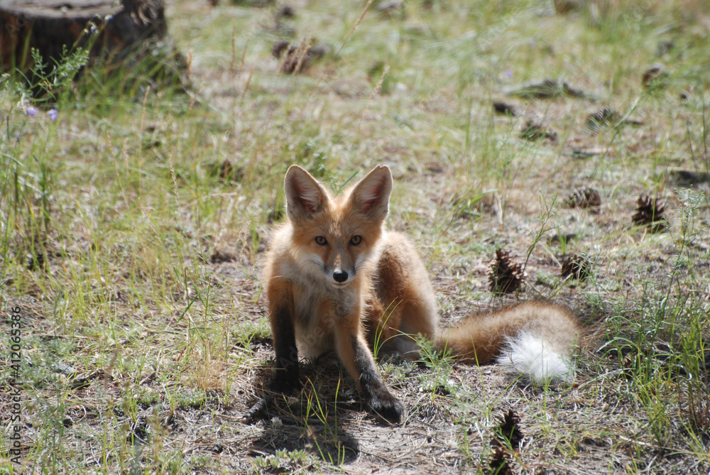 Fototapeta premium red fox in the wild