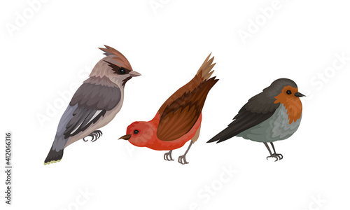 Feathered Birds or Aves as Warm-blooded Flying Creatures Vector Set © Happypictures
