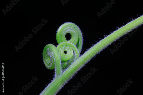 Close up of melon seedlings and vines