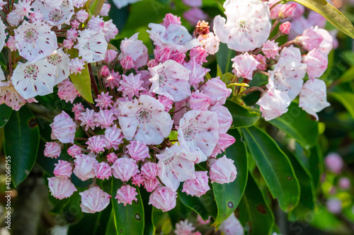 Mountain Laurel in Bloom photo