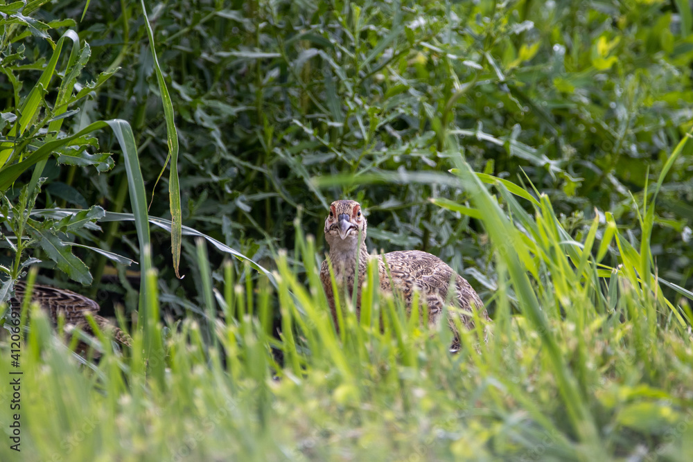 Pheasant in the Wild Pheasant in the Wild
