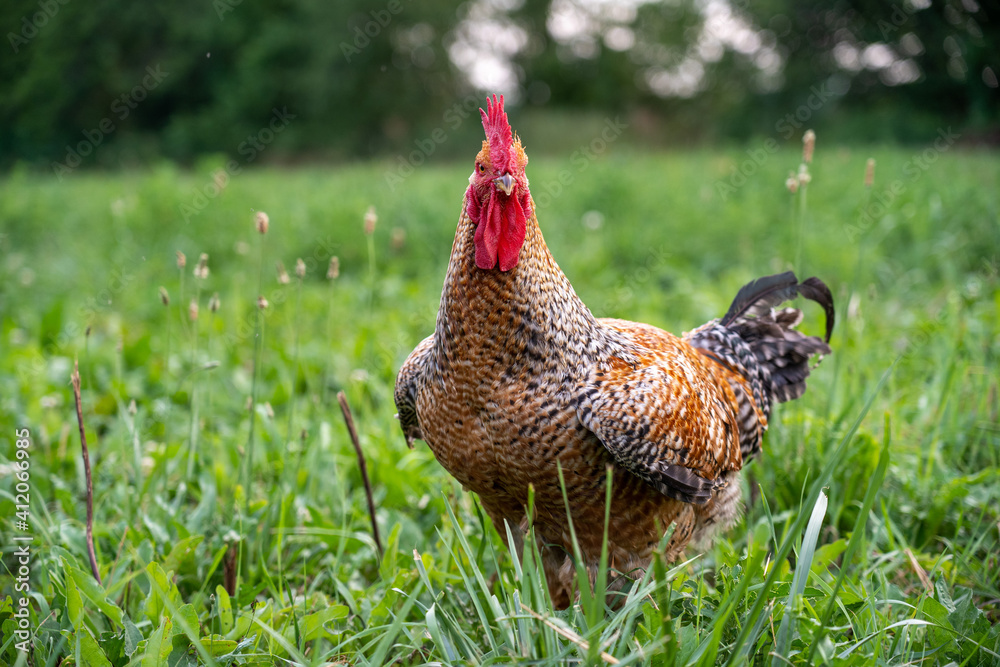 Fototapeta premium Proud Rooster in the Pasture