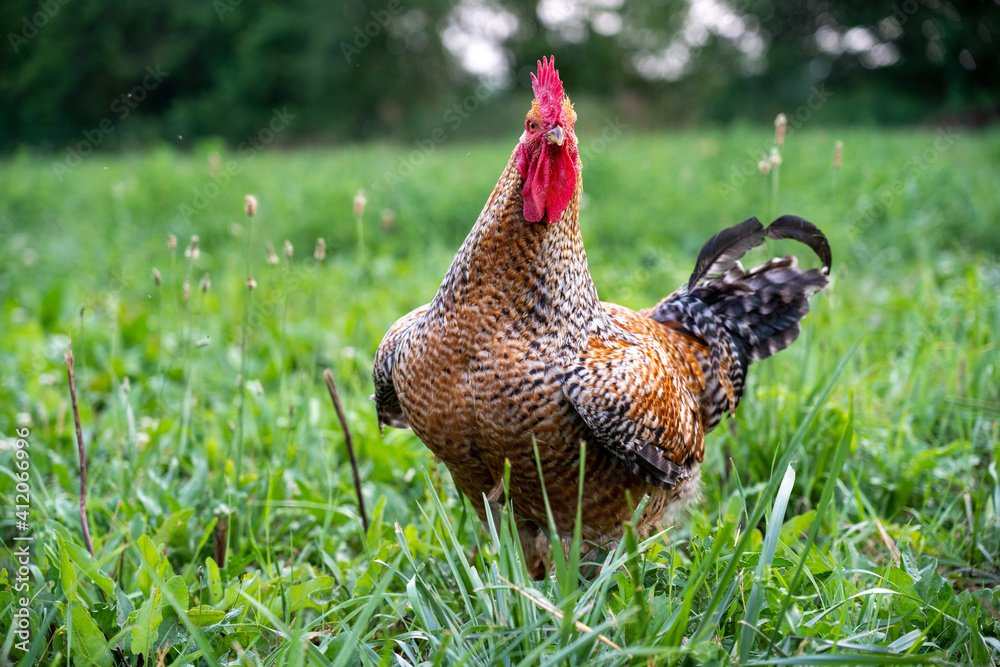 Fototapeta premium Proud Rooster in the Pasture