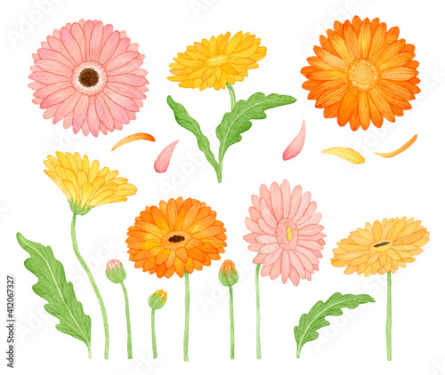 Watercolor collection with plants elements --flowers. Botanical illustration isolated on white background. Floral nature. Flowers, Gerbera. Hand drawn watercolor illustration.
