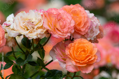 Roses in a Flower Garden