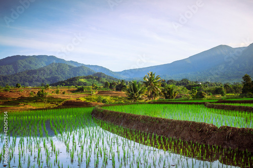 Fototapeta Naklejka Na Ścianę i Meble -  natural scenery of Indonesian rice fields in the morning with rice terraces and mountains