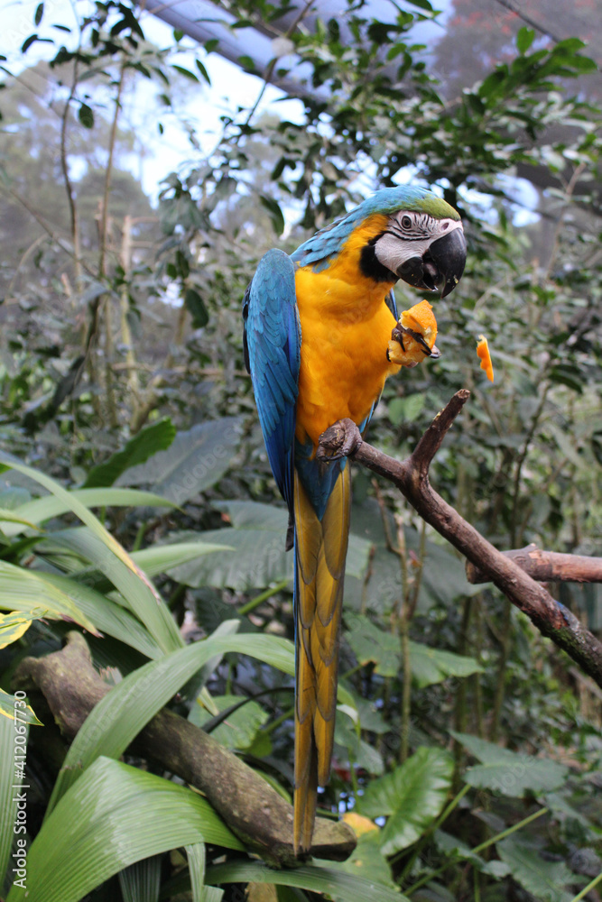 Obraz premium Full length view of Blue-Yellow Macaw eating