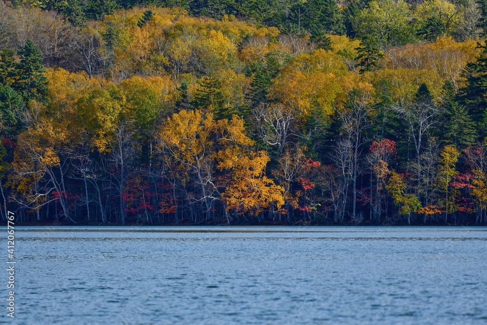 Obraz premium ちょうど見頃の紅葉とオンネトーブルーの湖の情景@北海道