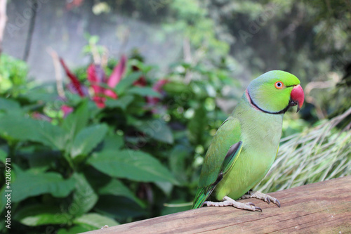 Green Indian Ringneck Parrot