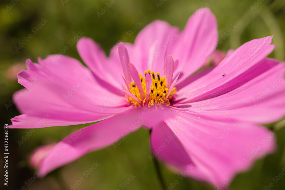 コスモスの花だより