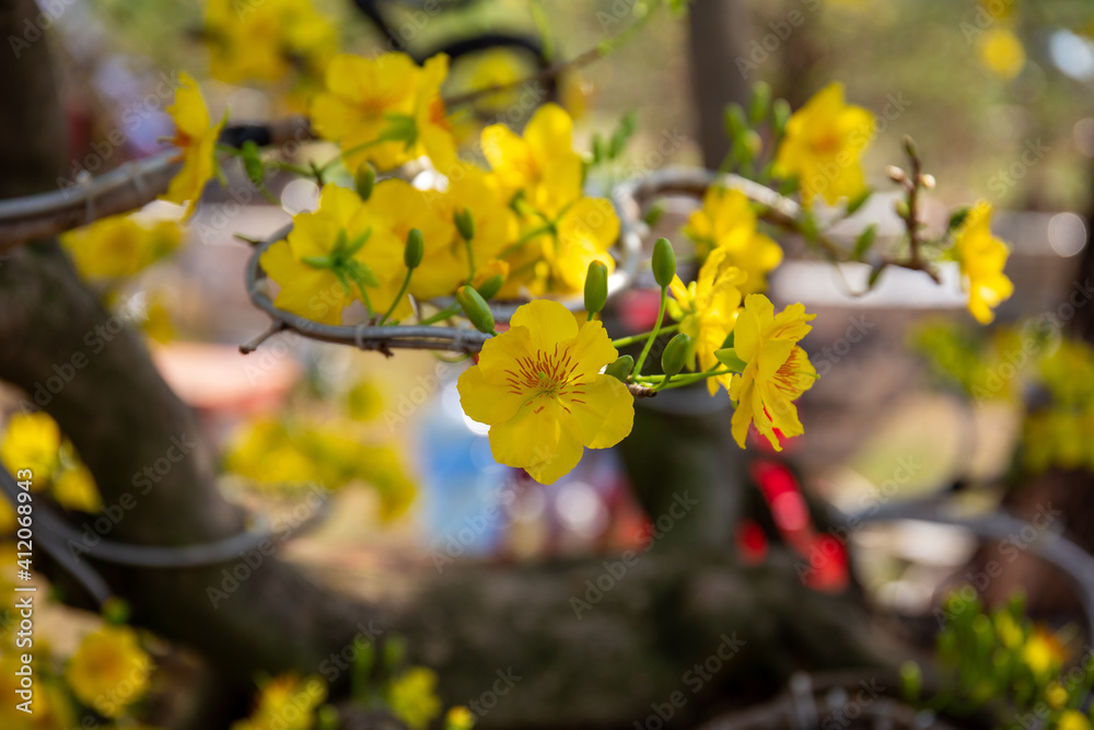 Ochna integerrima flower. Royalty high quality free stock image of Ochnaceae. Ochna integerrima is symbol of Vietnamese traditional lunar New Year together with peach flower. Mai flower in Vietnames Ochna integerrima flower. Royalty high quality free stock image of Ochnaceae. Ochna integerrima is symbol of Vietnamese traditional lunar New Year together with peach flower. Mai flower in Vietnames