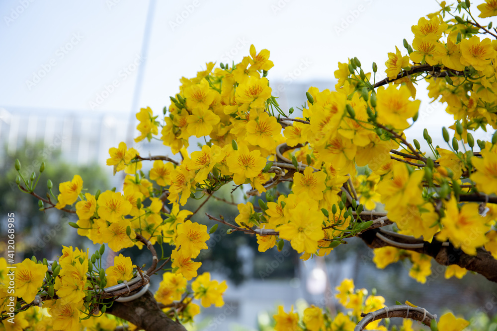 Ochna integerrima flower. Royalty high quality free stock image of Ochnaceae. Ochna integerrima is symbol of Vietnamese traditional lunar New Year together with peach flower. Mai flower in Vietnames Ochna integerrima flower. Royalty high quality free stock image of Ochnaceae. Ochna integerrima is symbol of Vietnamese traditional lunar New Year together with peach flower. Mai flower in Vietnames