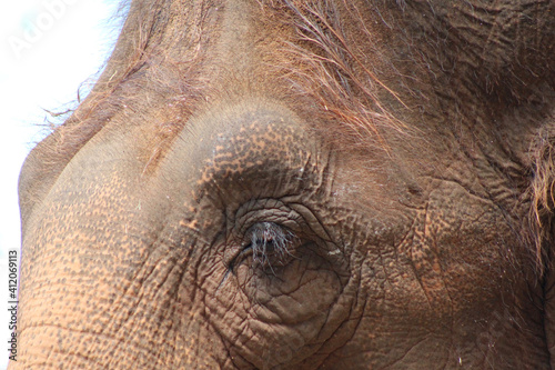 Close-up of the eye of an asian elephant
