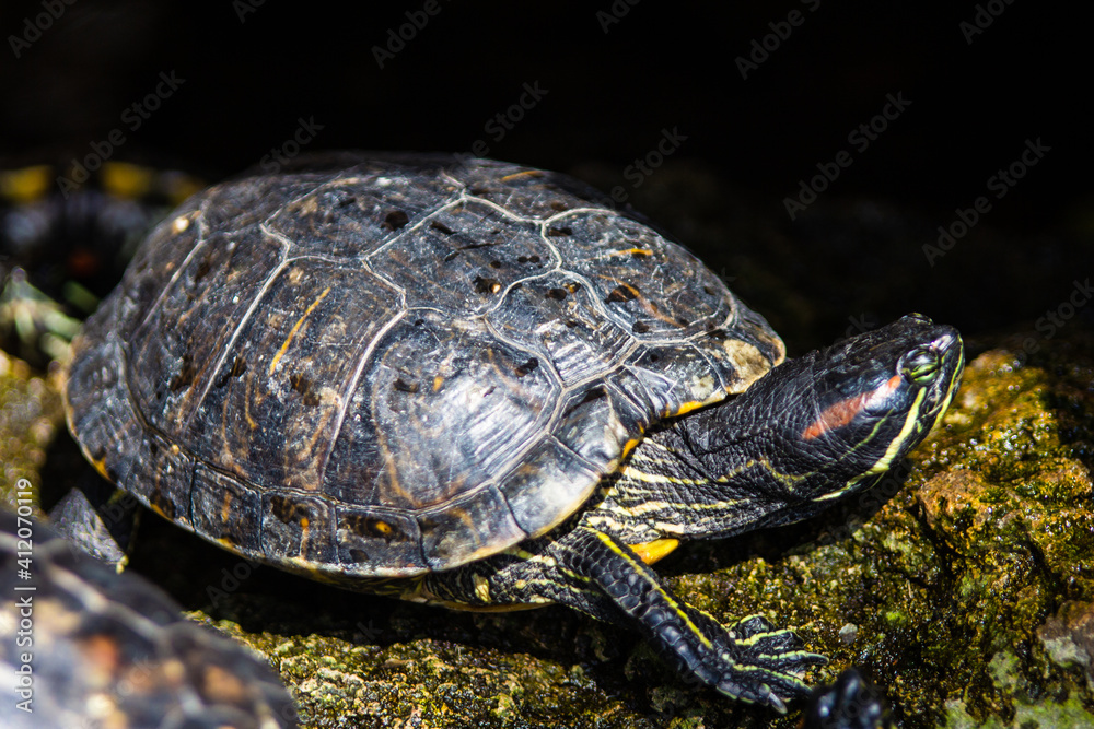 cute turtle on a stone portrait cute turtle on a stone portrait
