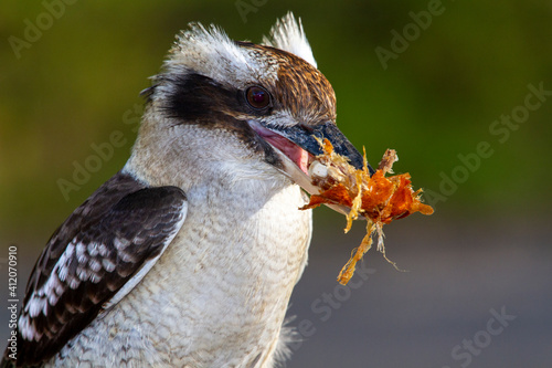 Photo Laughing Kookaburra with food in beak