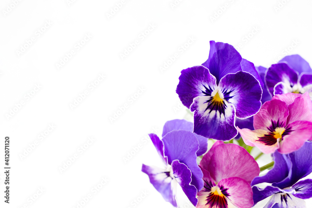 Obraz premium 白背景にピンクと紫のパンジーの花