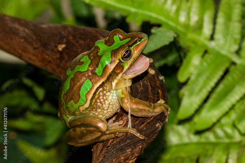Fototapeta premium Green and Golden Bell frog eating it's skin