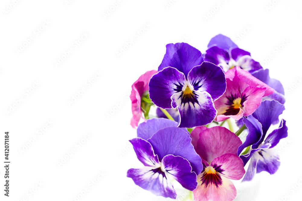 白背景にピンクと紫のパンジーの花