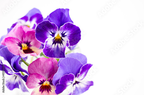 白背景にピンクと紫のパンジーの花