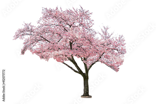 Pink sakura tree blooming on white background.