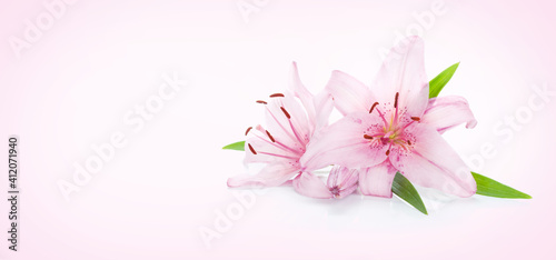 Two pink lily © karandaev