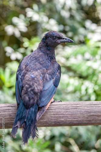 A male Red-winged starling closeup image.
A bird of the starling family Sturnidae native to eastern Africa. An omnivorous, generalist species, it prefers cliffs and mountainous areas for nesting photo