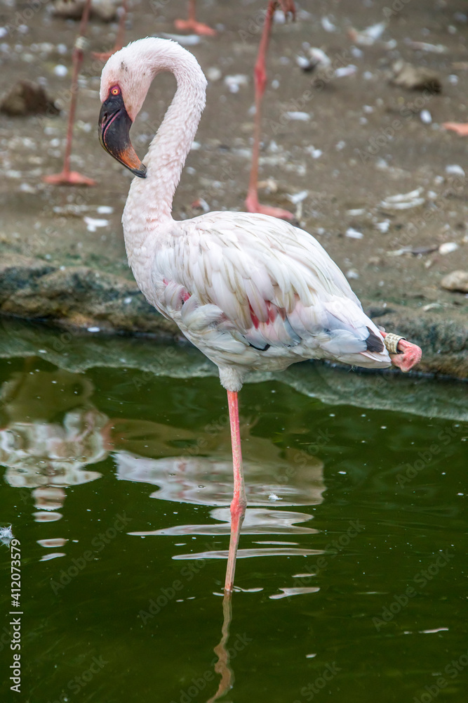 Fototapeta premium The lesser flamingo (Phoenicoparrus minor) is a species of flamingo occurring in sub-Saharan Africa, with another population in India, may be the most numerous species of flamingo.