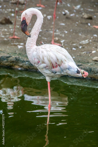 The lesser flamingo  Phoenicoparrus minor  is a species of flamingo occurring in sub-Saharan Africa  with another population in India  may be the most numerous species of flamingo.
