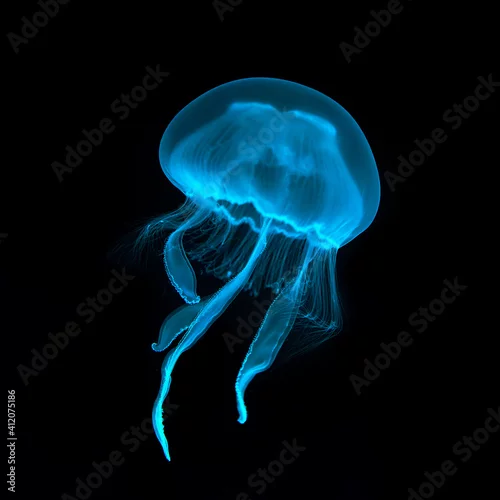 Obraz Blue transparent jellyfish close-up. Isolated on a black background.