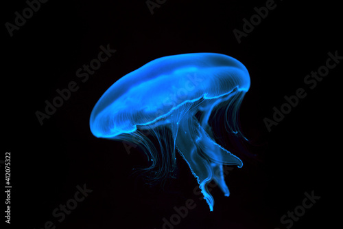 Blue transparent jellyfish close-up. Isolated on a black background.
