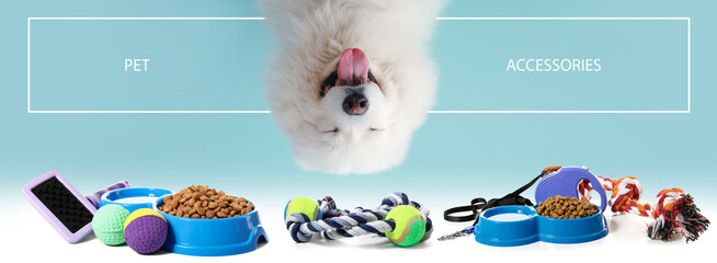 Cute Samoyed dog on color background