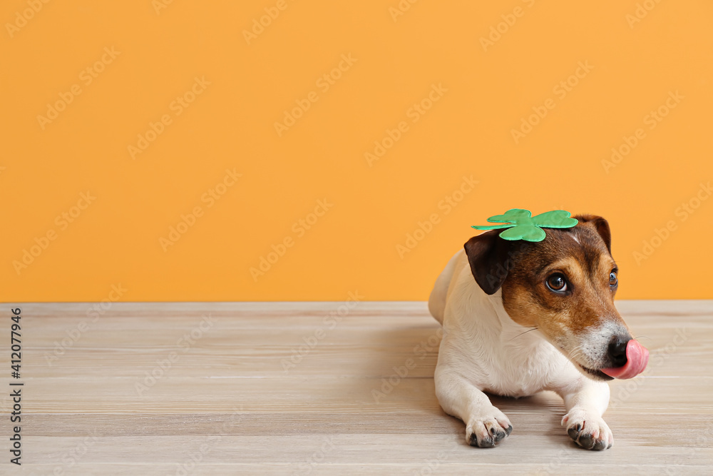 Cute dog with clover leaf near color wall. St. Patrick's Day celebration