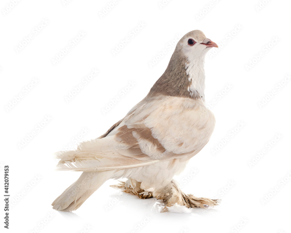 Lahore pigeon in studio Lahore pigeon in studio