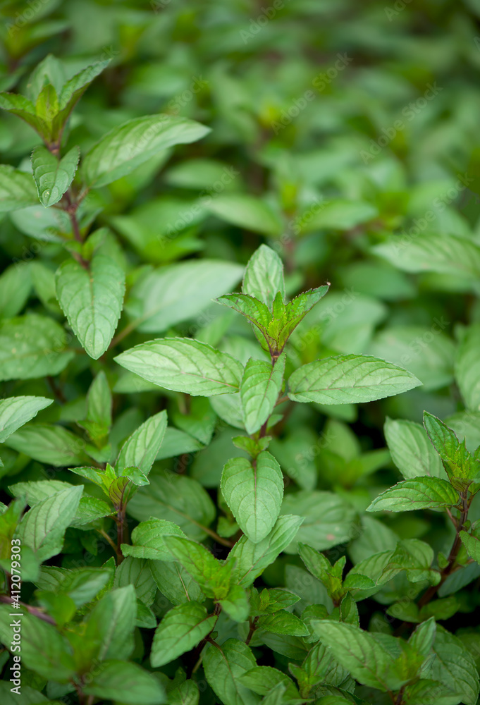 juicy summer greens. Mint plant grow at the vegetable garden juicy summer greens. Mint plant grow at the vegetable garden