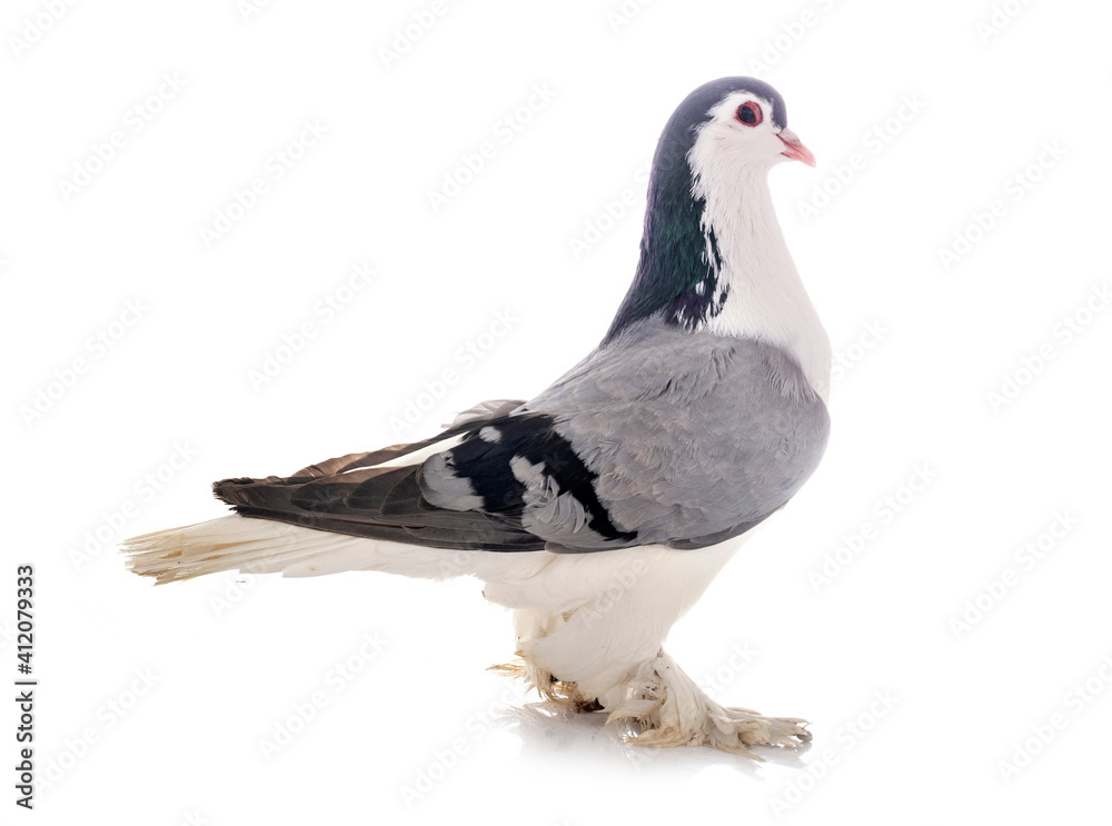 Fototapeta premium Lahore pigeon in studio