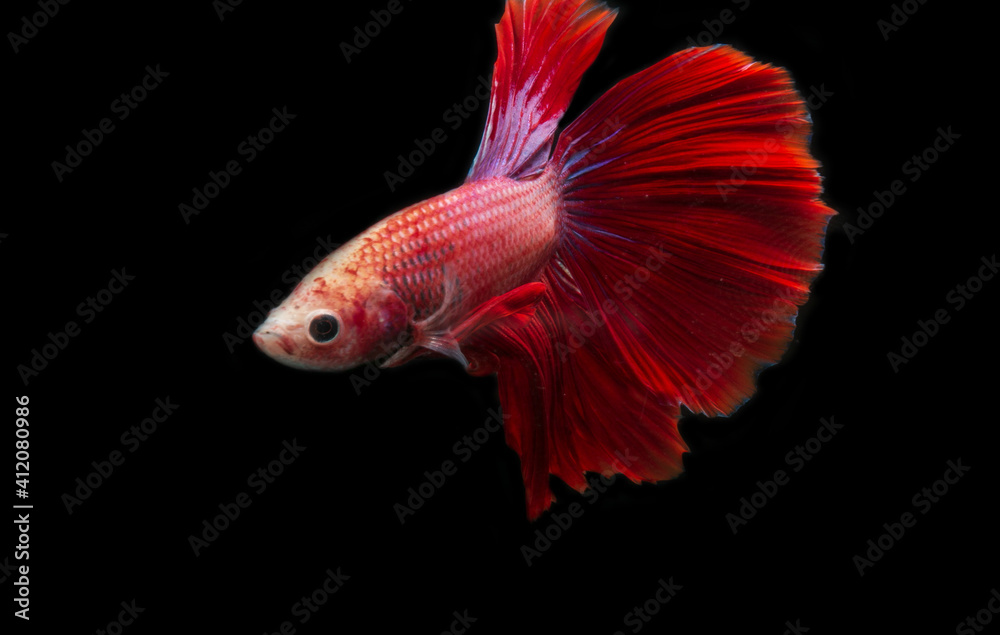 siamese fighting fish isolated siamese fighting fish isolated
