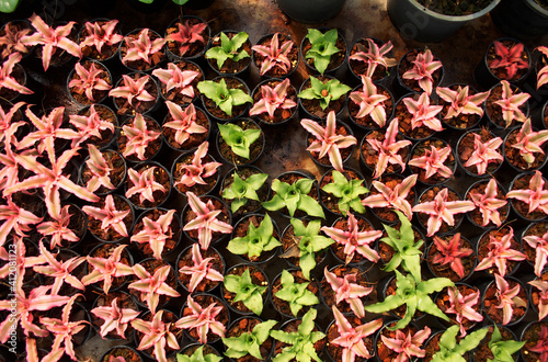 red and green plant in pot with blur 