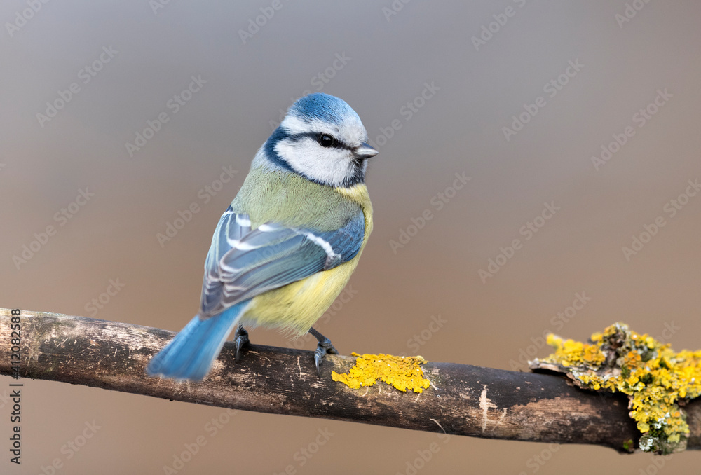 Fototapeta premium Blue tit ( Cyanistes caeruleus ) close up