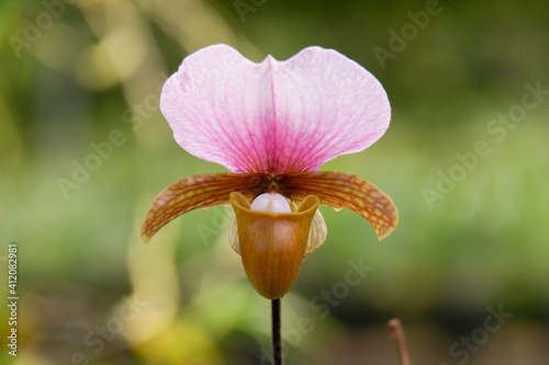 Paphiopedilum charlesworthii or Lady Slipper orchid flower from family Orchidaceae in tropical garden