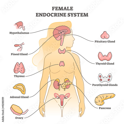 Female endocrine system with inner glands, pancreas and ovary outline concept