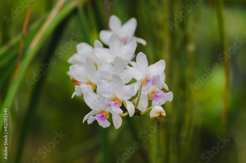phalaenopsis or white orchid flower closeup from family Orchidaceae in tropical garden