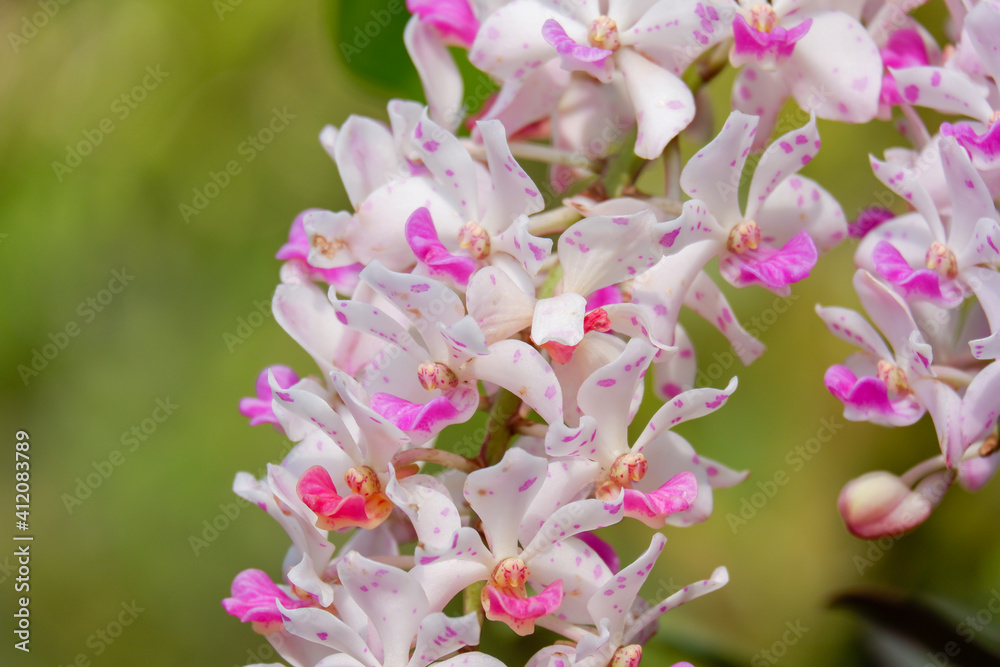 Obraz premium Rhynchostylis gigantea orchid flower is beautiful white petal and pink spot and blooming summer season