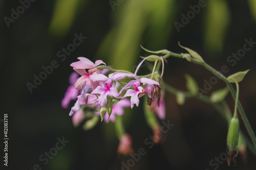 Calanthe Orchid (Calanthe vestita) blooming in tropical garden
