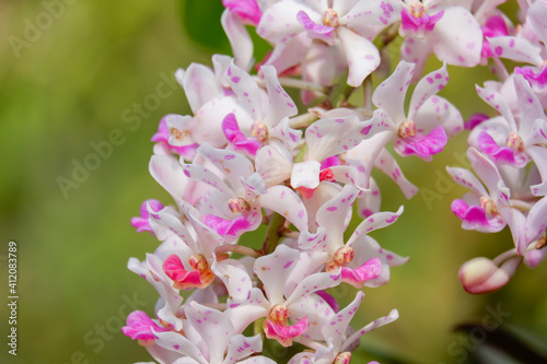 Rhynchostylis gigantea orchid flower  is beautiful white petal and pink spot and blooming summer season