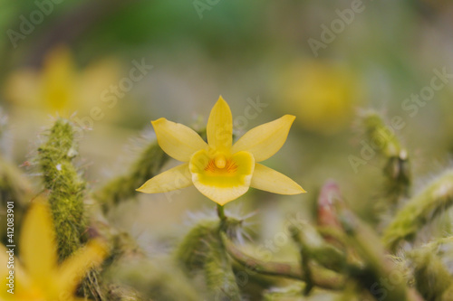 dendrobium senile orchid flower blooming closeup from family Orchidaceae in tropical garden. yellow orchid