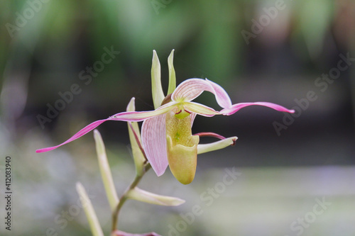 Paphiopedilum or lady's slipper is pink orchid flower blooming in nature
