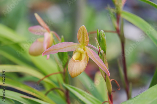 Paphiopedilum or lady's slipper is pink orchid flower blooming in nature