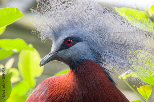 Sclater's crowned pigeon (Goura sclaterii) is a large, terrestrial pigeon confined to the southern lowland forests of New Guinea.
It has a bluish-grey plumage with elaborate blue lacy crests. photo