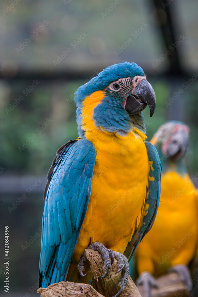 Obraz premium The blue-throated macaw (Ara glaucogularis; previously Ara caninde) is a macaw endemic to a small area of north-central Bolivia. This species was designated by law as a natural patrimony of Bolivia.